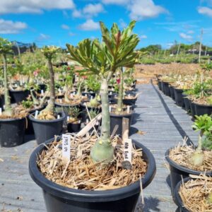 1703 04 Baobá Baby Arya Roxa