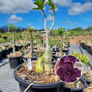 1703 05 Baobá Baby Céu Estrelado