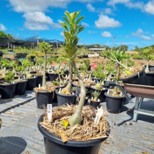 1703 06 Baobá Baby Ceu Estrelado