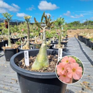 1703 07 Baobá Baby Sleeping Beauty