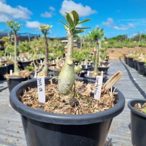 1703 08 Baobá Baby Raio de Fogo