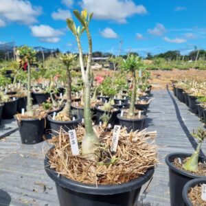 1703 09 Baobá Baby Ceu Estrelado