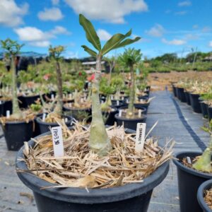 1703 30 Baobá Baby Chrysanthemus Terrace 2