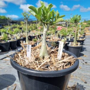 1703 11 Baobá Baby Ceu Estrelado