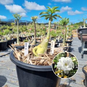 1703 32 Baobá Baby White Angel