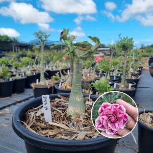 1703 34 Baobá Baby Diferente