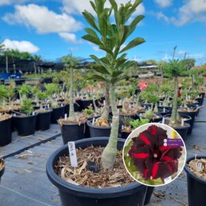 1703 15 Baobá Baby Ceu Estrelado