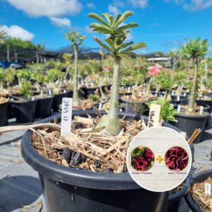 1703 17 Baobá Baby Vampira