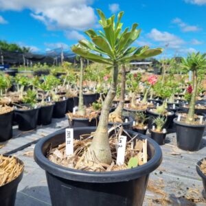 1703 22 Baobá Baby Lm2