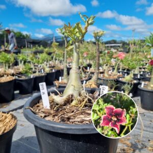 1703 26 Baobá Baby Grape Essence