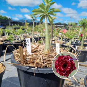 1703 29 Baobá Baby Paradise