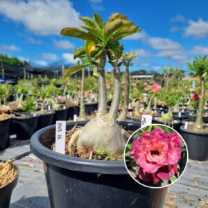 1703 26 Baobá Baby Mei xiang