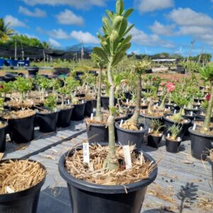 1703 28 Baobá Baby Kaleidoscope Orient Adenium