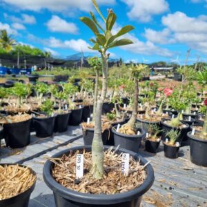 1703 90 Baobá Baby Ceu Estrelado