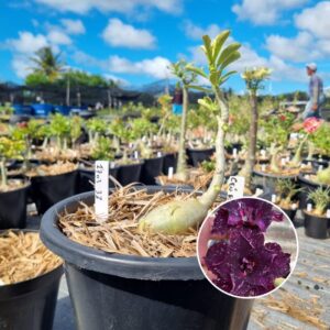 1703 32 Baobá Baby Céu Estrelado