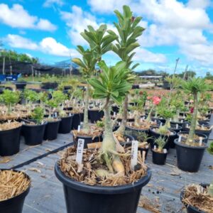 1703 33 Baobá Baby Ceu Estrelado