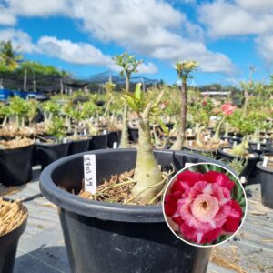 1703 34 Baobá Baby Joana