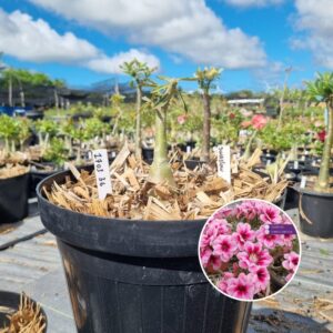 1703 36 Baobá Baby Swallow