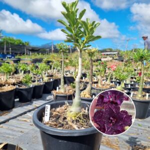 1703 37 Baobá Baby Céu Estrelado