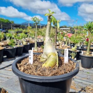 1703 35 Baobá Baby Juhlly