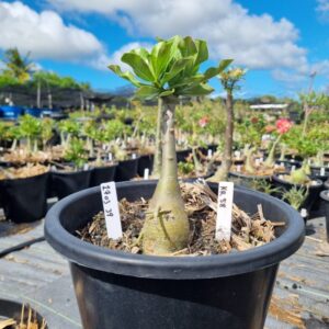 1703 39 Baobá Baby Kr 58