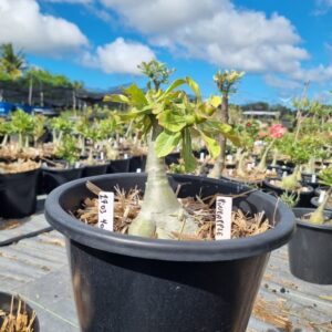 1703 40 Baobá Baby Pineapple