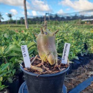 1703 01 Arabicum Minotauro f3