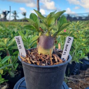 1703 03 Arabicum Hulk Red f3