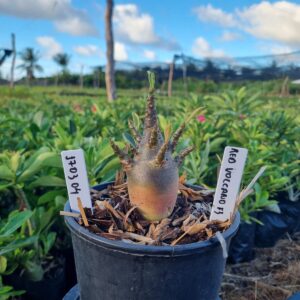 1703 04 Arabicum Volcano Red f3