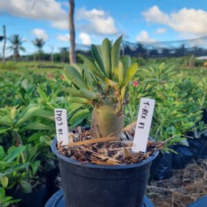 1703 02 Arabicum T-Rex F3