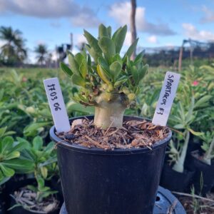 1703 06 Arabicum Spartacus F3