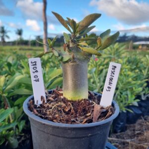 1703 07 Arabicum Poseidon F3