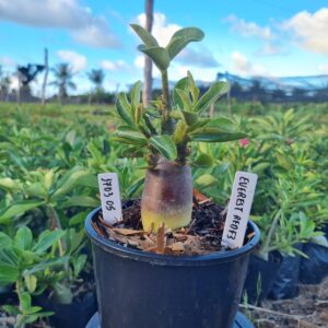 1703 05 Arabicum Everest F3