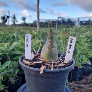 1703 09 Arabicum Fat boy F3