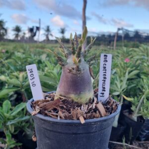 1703 10 Arabicum Red Poseidon f3