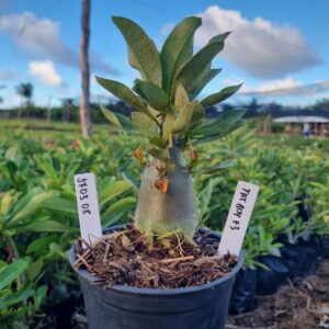 1703 08 Arabicum Fat boy F3