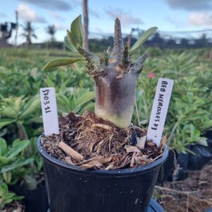 1703 11 Arabicum Hércules Red f3