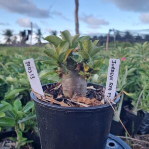 1703 13 Arabicum Jurassic F3