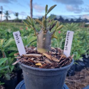 1703 14 Arabicum Venon f3