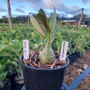 1703 25 Arabicum Minotauro f3