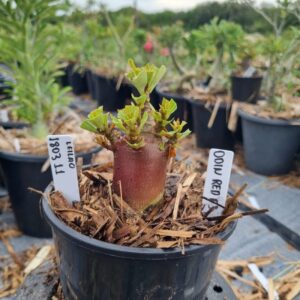 1803 11 Rosa do Deserto Odin Red f3 (Leilão)