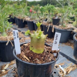 1803 35 Rosa do Deserto Zeus f3 (Leilão)