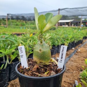 1803 20 Arabicum Minotauro f3