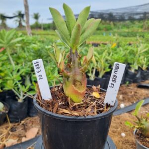 1803 02 Arabicum Odin Red f3