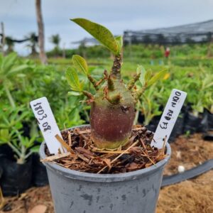 1803 08 Arabicum Odin Red f3