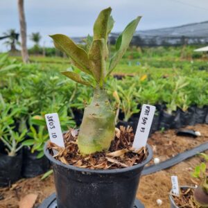 1803 20 Arabicum ? F3