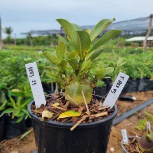 1803 23 Arabicum T-Rex F3