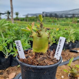 1803 07 Arabicum Red Megatron f3