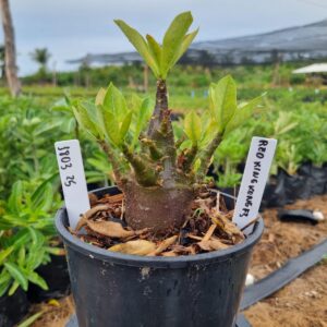 1803 25 Arabicum Red King Kong F3