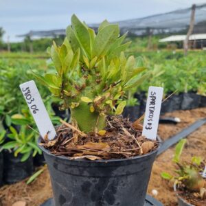 1803 06 Arabicum Spartacus F3